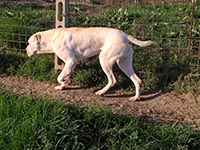 cane corso rustic